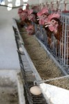 More on Chickens