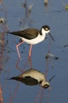 Wetlands in Kansas?