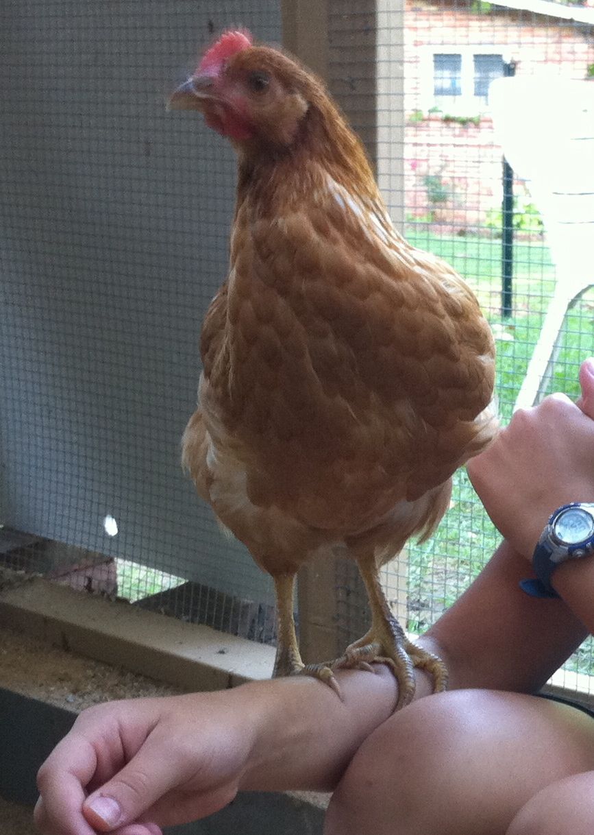 Together With All Chickens