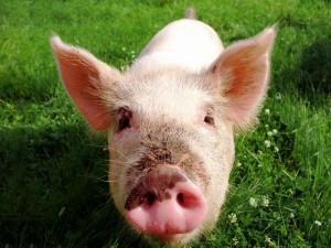 Animal “rights?”